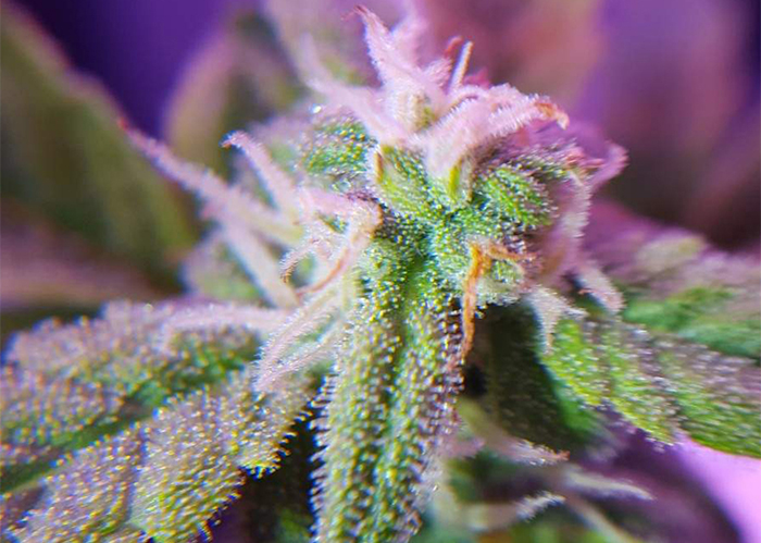 Auto Maxigom x Northern Lights feminised Ganja Seeds