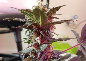 Auto Mazar feminised Ganja Seeds