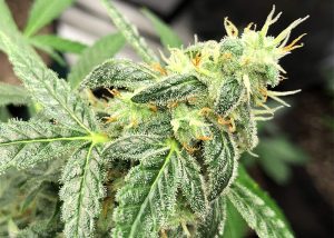 Auto New York City feminised Ganja Seeds