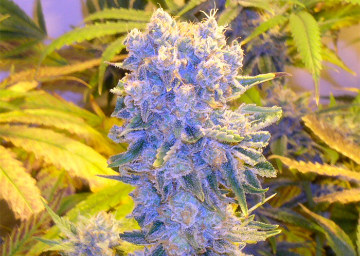 Auto Northern Lights feminised Ganja Seeds