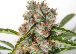 Auto Orange feminised Ganja Seeds