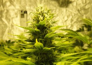 Auto Pineapple feminised Ganja Seeds