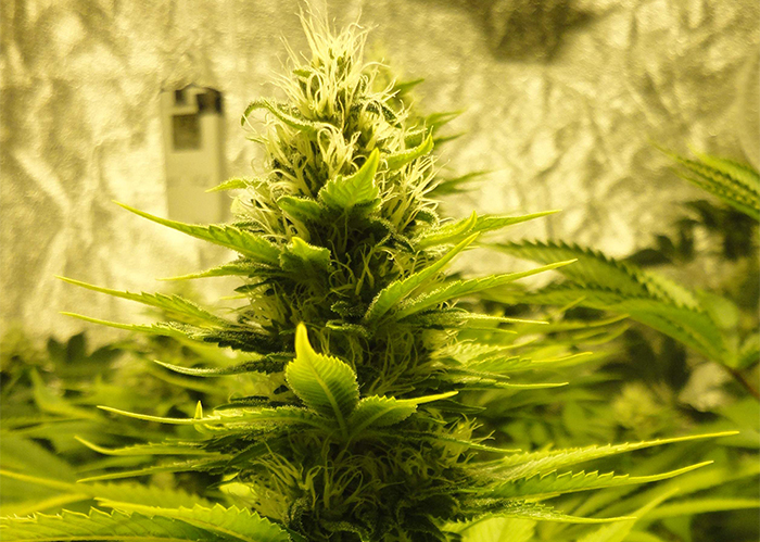 Auto Pineapple feminised Ganja Seeds