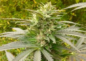 Auto Power Plant feminised Ganja Seeds