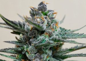 Auto Skaar feminised GanjaVIP Seeds