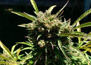 Auto Somango feminised Ganja Seeds