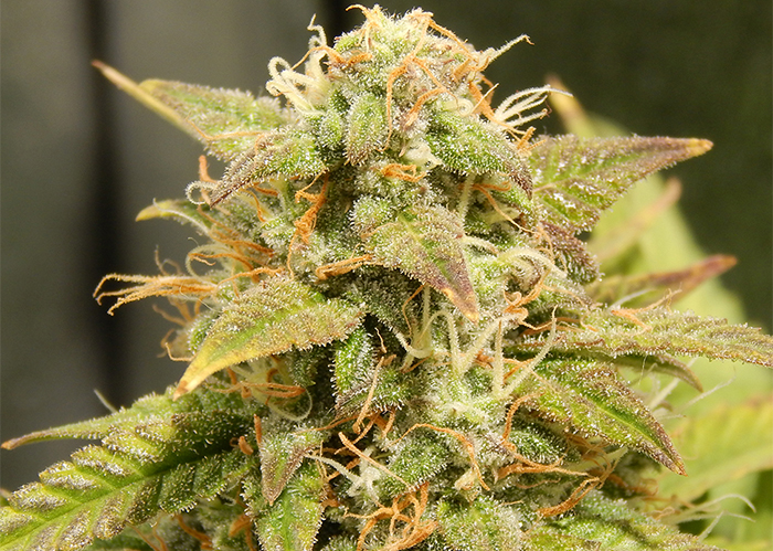 Auto Super Bud feminised Ganja Seeds