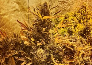 Auto The Ultimate feminised Ganja Seeds