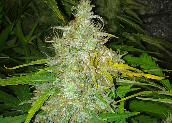 Auto White Dwarf feminised Ganja Seeds