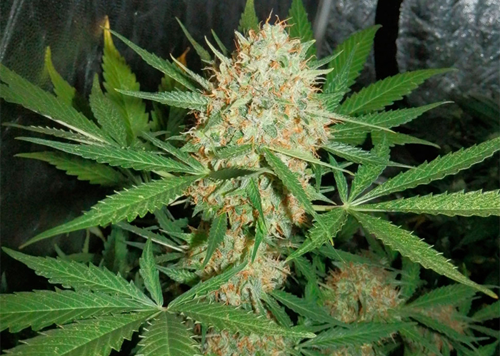 Auto White Widow feminised Ganja Seeds