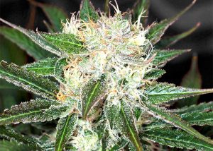 Big Devil feminised Ganja Seeds