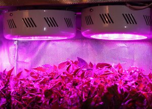 Bitkiler için LED – diyot aydınlatma, avantajlar ve dezavantajlar