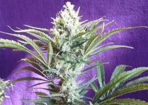 Black Widow feminised Ganja Seeds