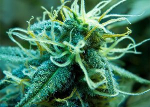 Blue Mango feminised Ganja Seeds