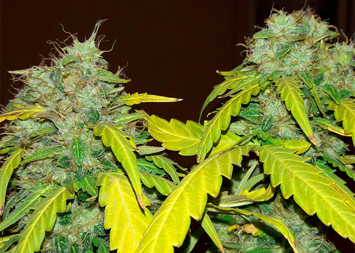 Bubblelicious feminised Ganja Seeds