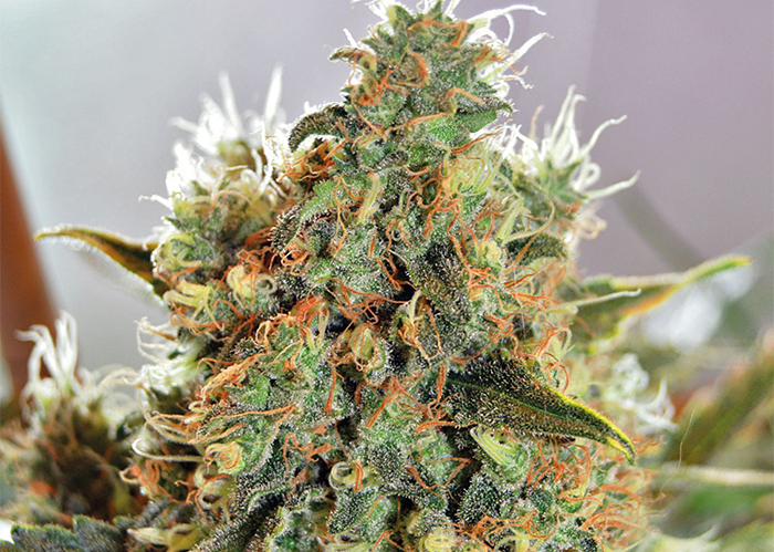 CBD Critical Mass feminised Ganja Seeds