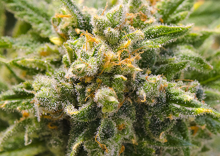 CBD Mango Haze feminised Ganja Seeds