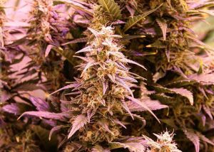 CBD New York Diesel feminised Ganja Seeds