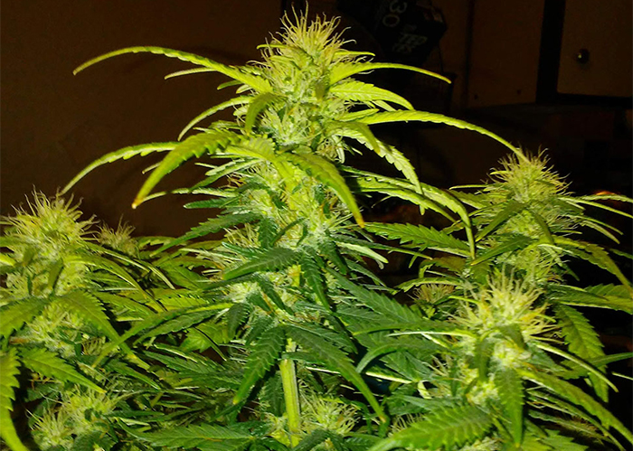 CBD White Widow feminised Ganja Seeds