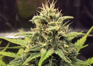 Cheese Berries feminised Ganja Seeds