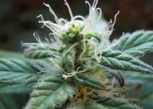 Daken feminised GanjaVIP Seeds