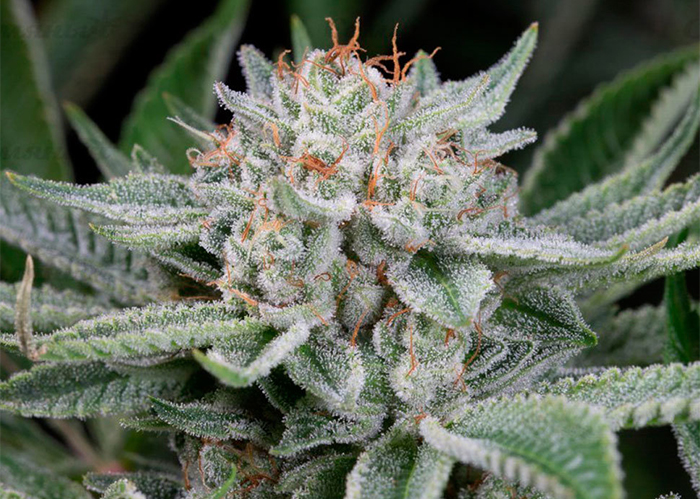 Deathlok feminised GanjaVIP Seeds