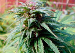 Early Skunk feminised Ganja Seeds