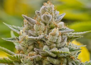 Grapefruit Alpha Dog feminised Ganja Seeds