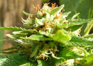 Grapefruit Diesel feminised Ganja Seeds