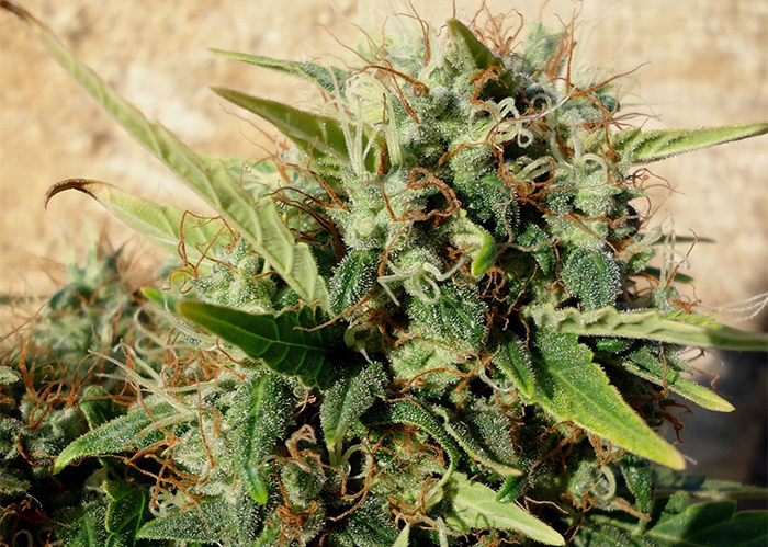 Grapefruit Haze feminised Ganja Seeds