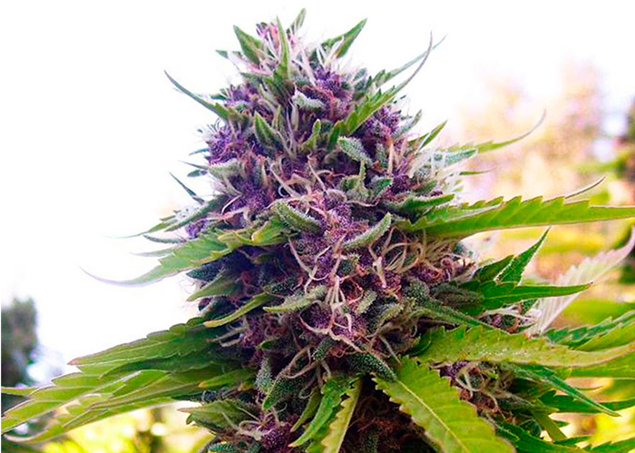 Havok feminised GanjaVIP Seeds