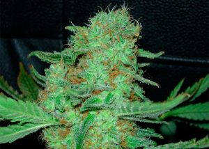 Hyperion feminised GanjaVIP Seeds