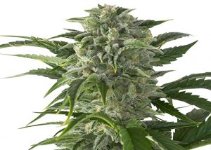 Juggernaut feminised GanjaVIP Seeds