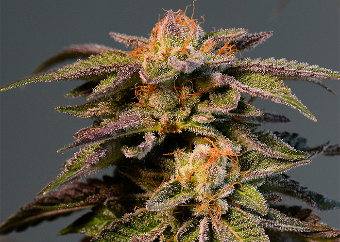 LA Confidential feminised Ganja Seeds