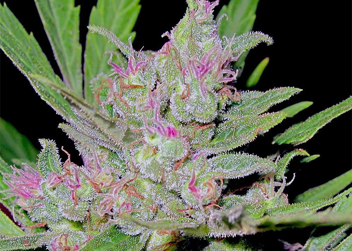 Mass feminised Ganja Seeds