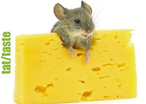 Peynir aromalı kenevir çeşitleri