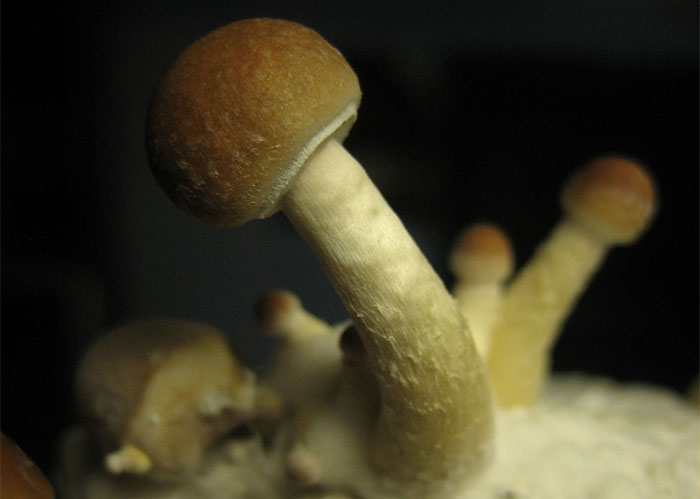 Psilocybe Cubensis Argentina