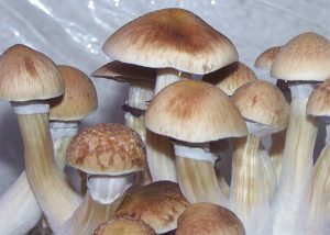 Psilocybe Cubensis B+