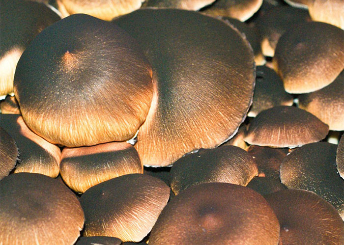 Psilocybe Cubensis Brasil