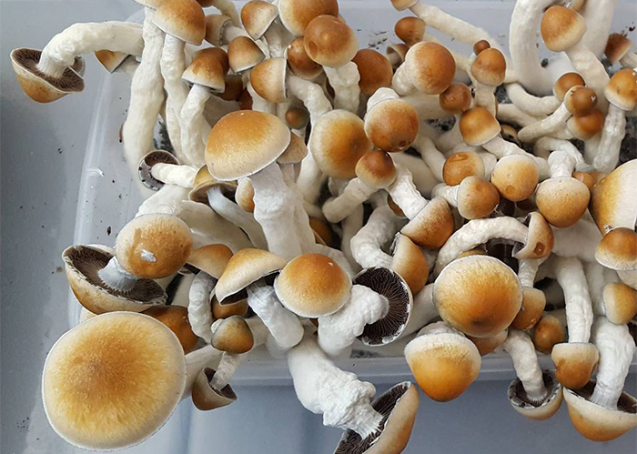 Psilocybe Cubensis F+