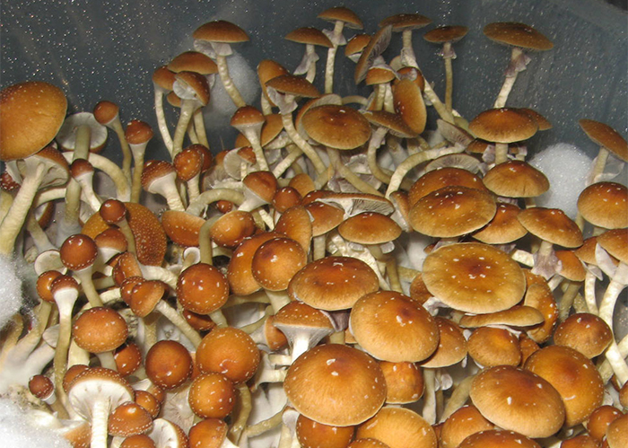 Psilocybe Cubensis Golden Teacher