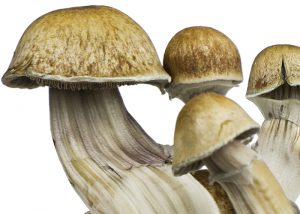 Psilocybe Cubensis Hawaii