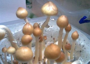 Psilocybe Cubensis Huatla