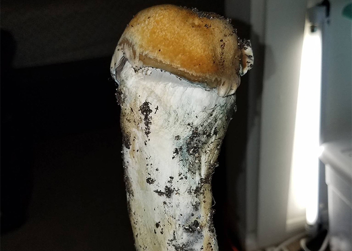 Psilocybe Cubensis Lizard King