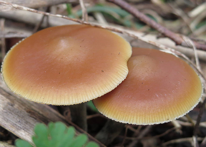 Psilocybe Cubensis Mexico