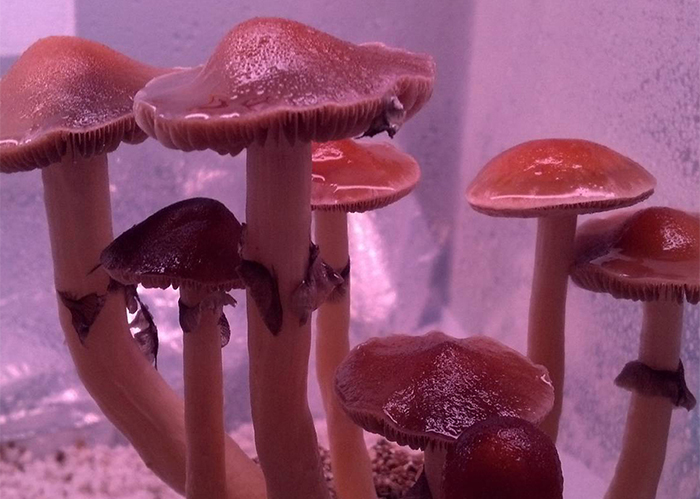 Psilocybe Cubensis Nepal