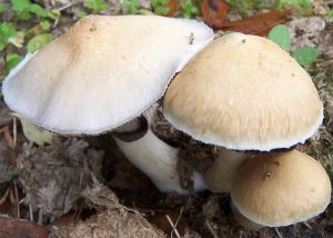 Psilocybe Cubensis Orissa