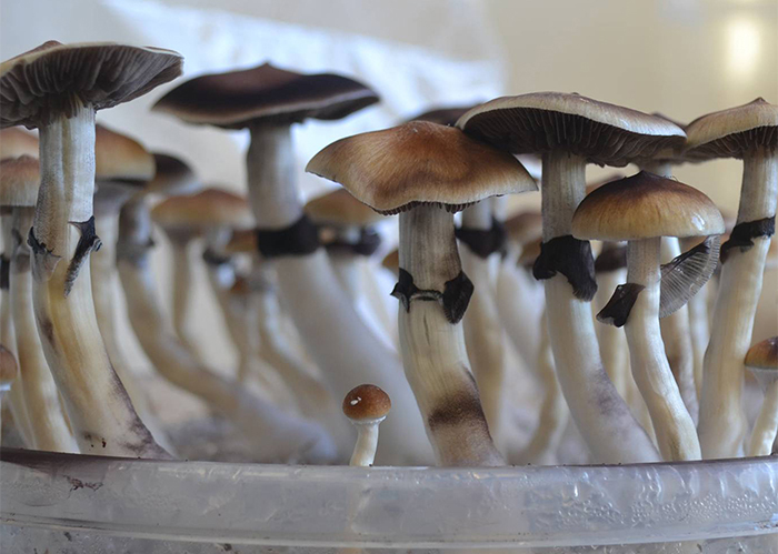 Psilocybe Cubensis Plantasia Mystery