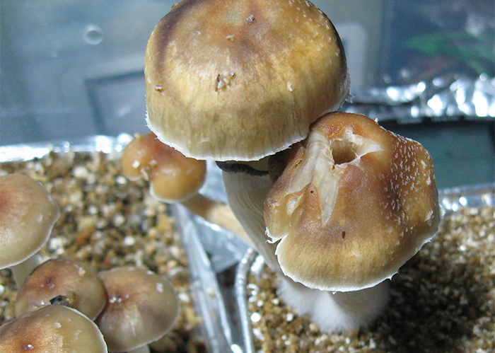 Psilocybe Cubensis Tasmanian