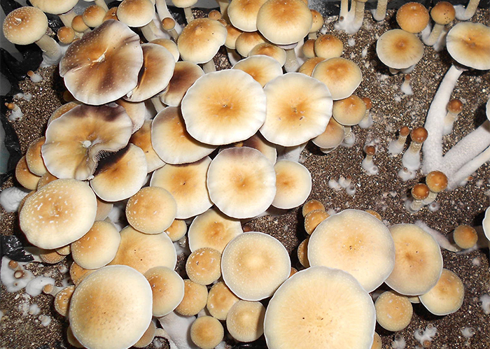 Psilocybe Cubensis Z-strain